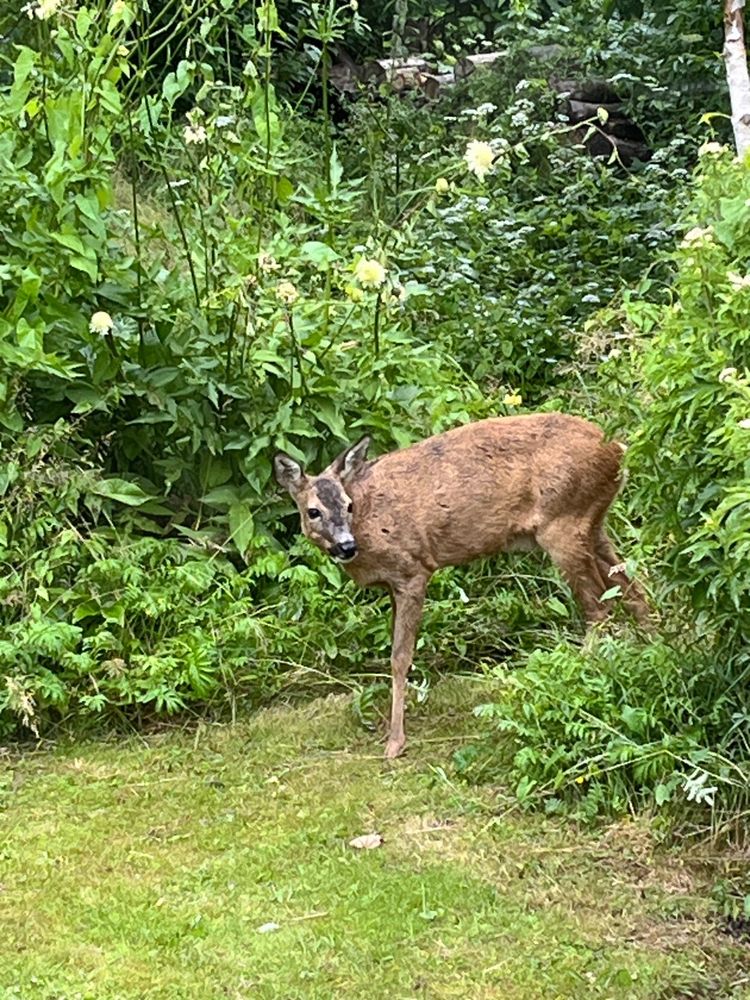 Rådyr i sommerhushaven. Billedet er fra en anden dag.