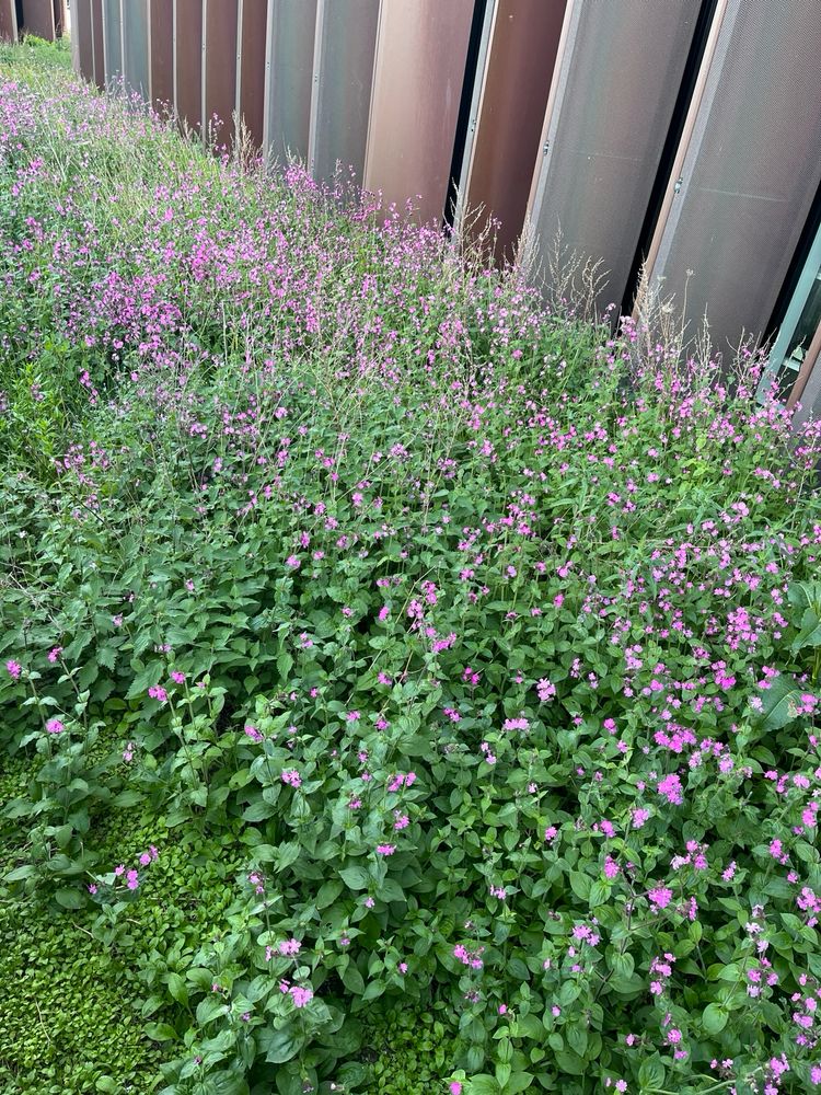 Ifølge Google er dette Salvie.