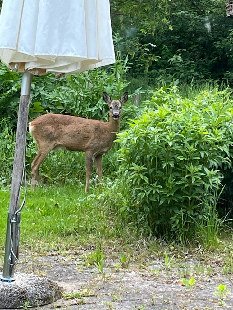 Rådyr i sommerhushaven