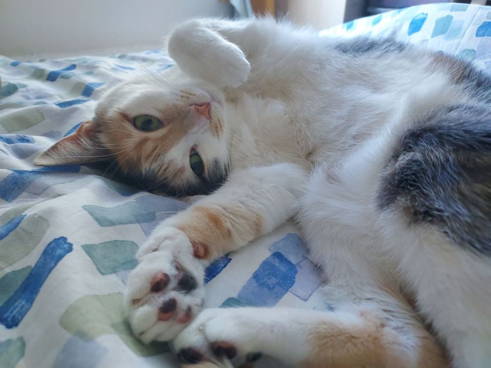Calico cat with a white belly rolled on her back showing multicolor beans.