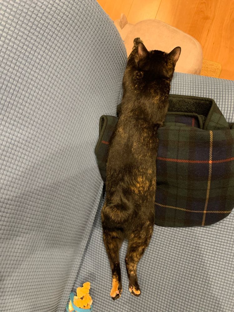 うつ伏せで伸びるさび猫