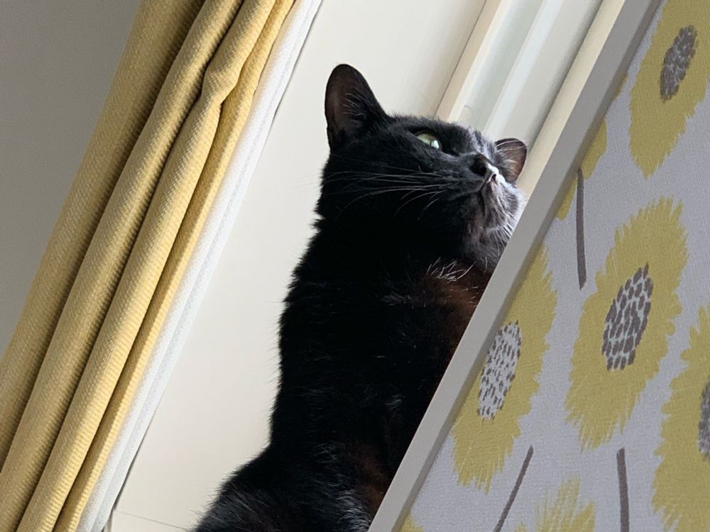 下から見た黒猫2