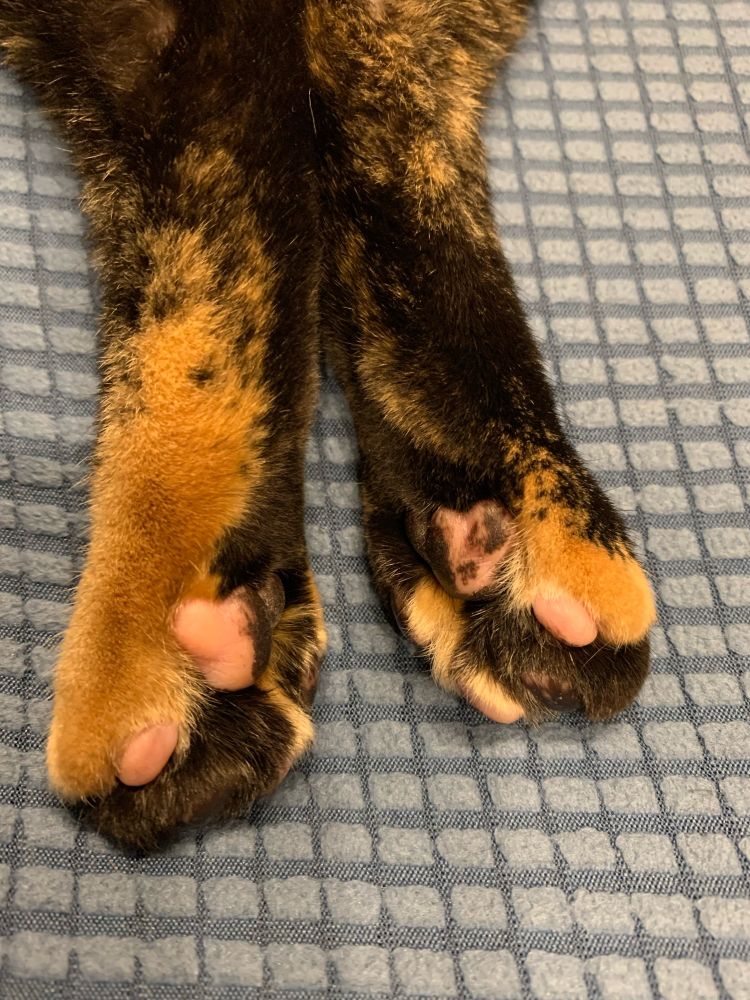 うつ伏せ後ろ足の肉球