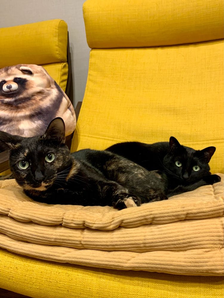 一緒に寝るさび猫と黒猫