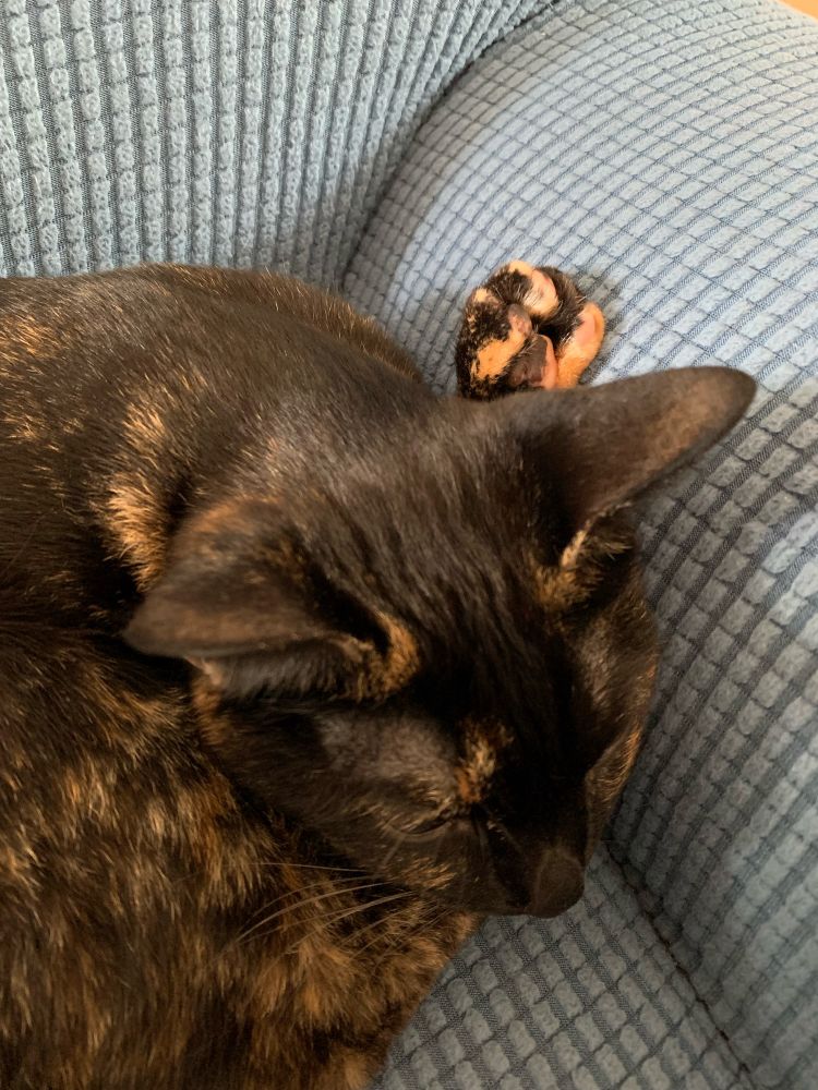 お顔の近くにあんよの肉球。サービス良すぎか