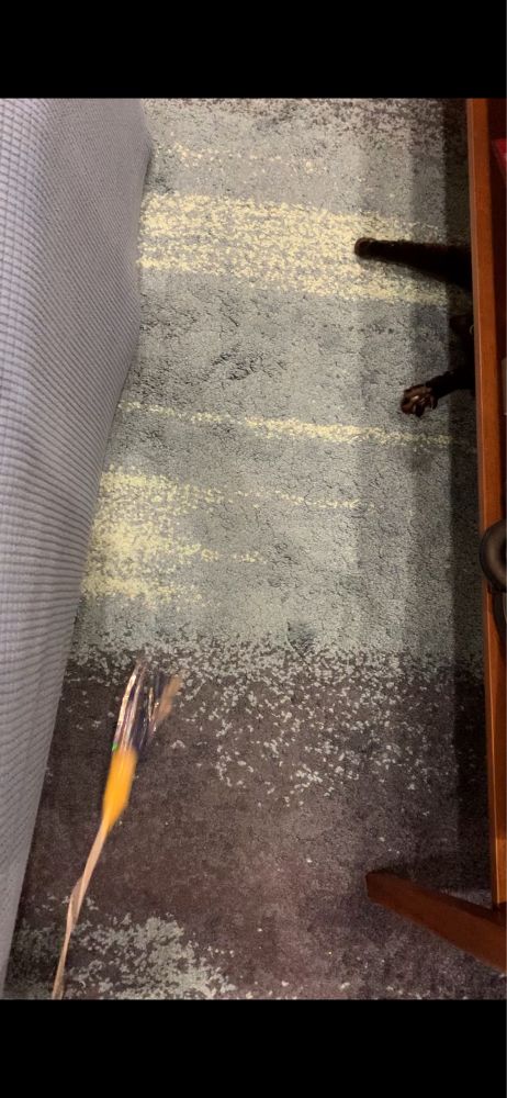 左がソファーカバーに潜る禁断の遊びを覚えたさび猫、右のテーブルの下にバンザイでじゃれようとする黒猫。