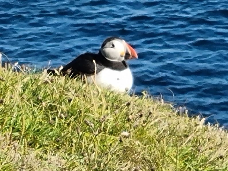 Exhibitionist Puffin a few yards from the road at Sumburgh Head Shetland