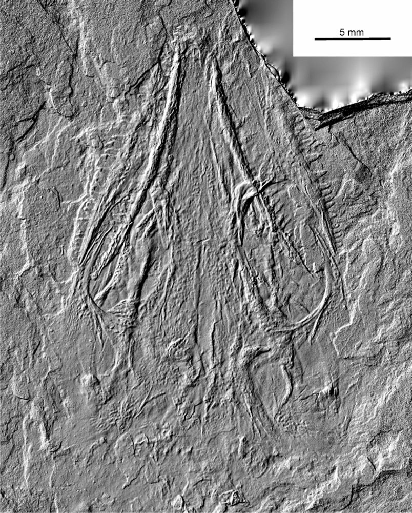 A redescription of Brouffia orientalis Carroll & Baird, 1972 from the Upper Carboniferous of the Czech Republic and the status and affinities of protorothyridid amniotes - Swiss Journal of Palaeontolo...