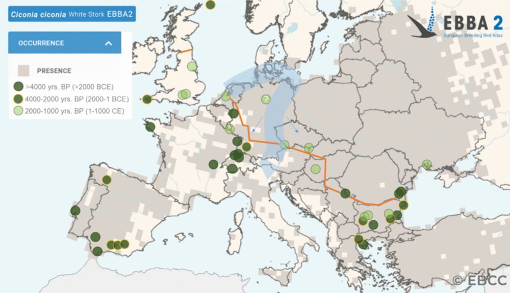 Prehistorical and historical occurrence and range dynamic of the Eurasian Spoonbill (Platalea leucorodia) and the White Stork (Ciconia ciconia) in Europe - Journal of Ornithology