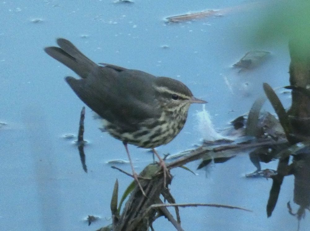Northern waterthrush in Essex