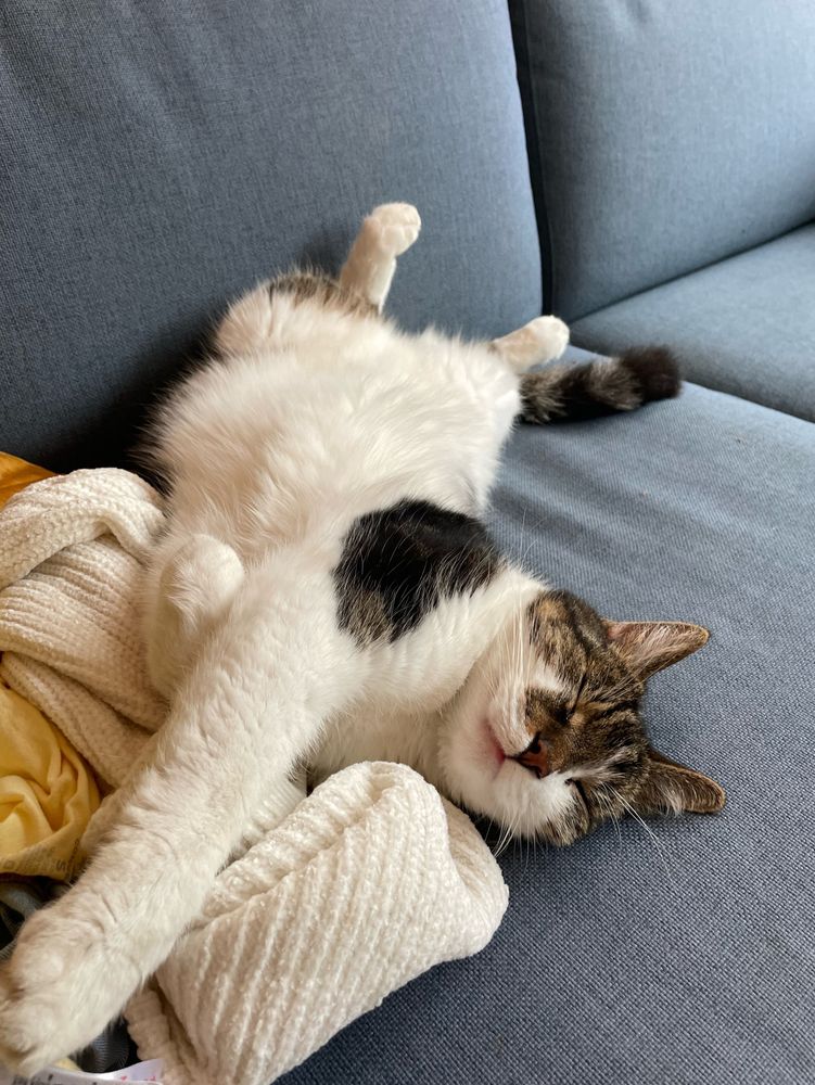 A white short haired cat with black and tan markings on his head and back, lying stretched out on a sofa.