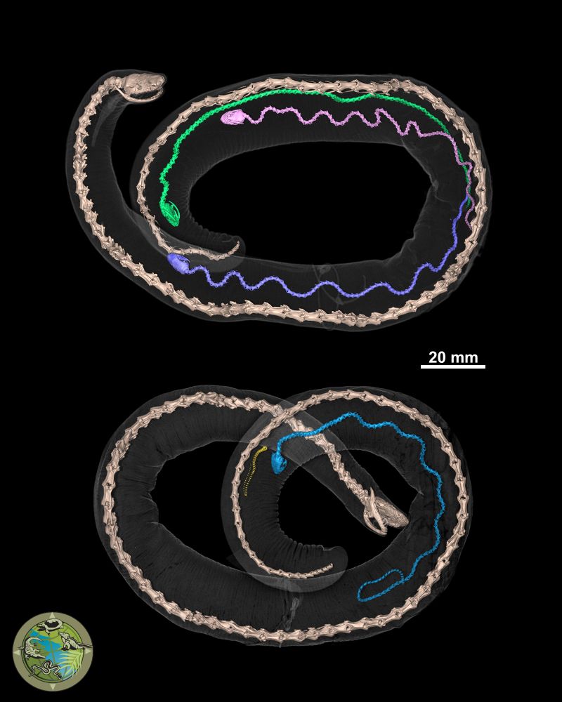 A 3d rendering of a CT scan of two Rio Cauca caecilian with transparent body and bone colored skeleton, showing baby caecilians inside, each rendered in a different color. There are three baby caecilians in the top individual, rendered in green, pink, and purple, and one baby caecilian (rendered in blue) plus one unidentified object (rendered in yellow) in the second individual.
