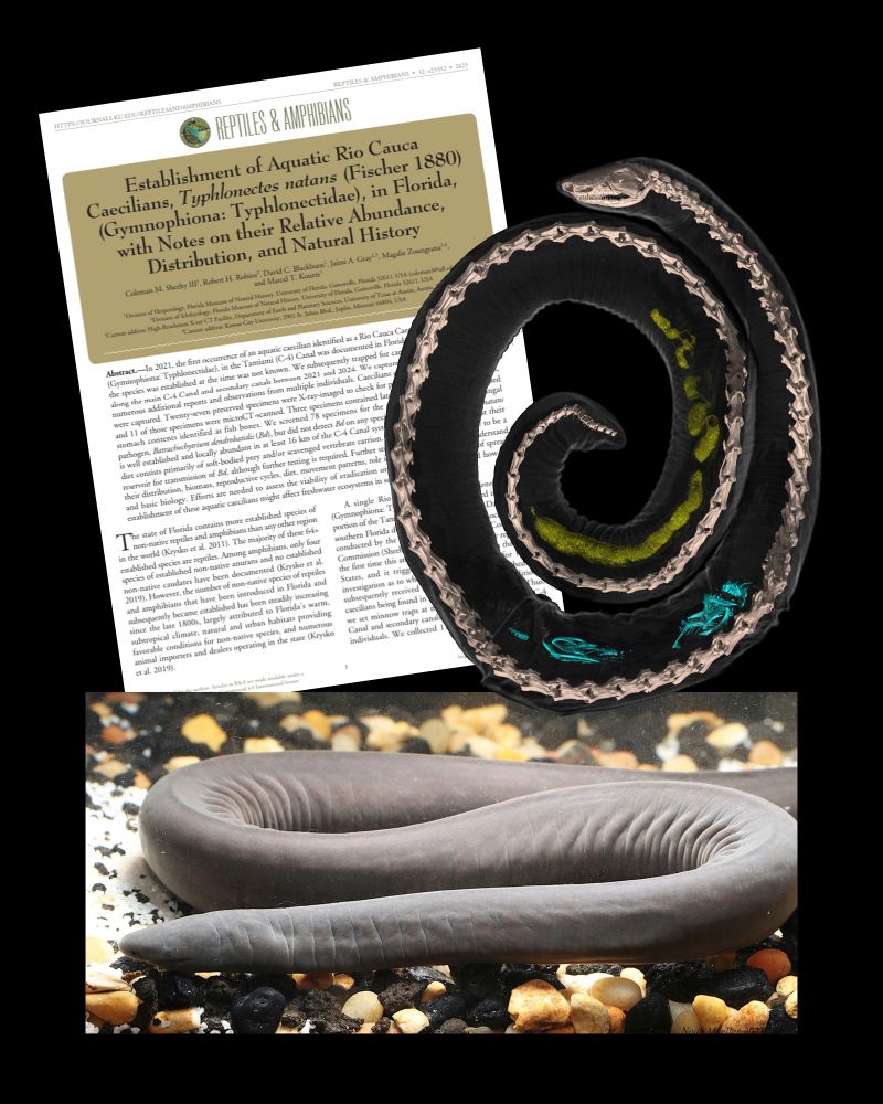 top left - front page of the PDF of the paper entitled " Establishment of Aquatic Rio Cauca Caecilians, Typhlonectes natans (Fischer 1880) (Gymnophiona: Typhlonectidae), in Florida, with Notes of their Relative Abundance, Distribution, and Natural History. Top right - a 3D rendering of a CT scan of a caecilian, with bone colored skeleton and transparent body, with fish bones inside (rendered in blue) and radiodense digested food (rendered in yellow). Bottom - photograph of a live Rio Cauca Caecilian.