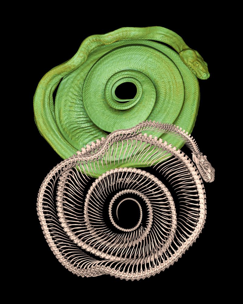 3D rendering of a diceCT scan of a coiled green tree python, rendered in bright green. Slightly overlapping is a 3D rendering of the python's skeleton, rendered in a light brown color.