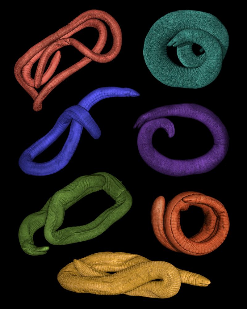 Seven 3D renderings of caecilians (limbless amphibians) arranged on a balck background. Each is rendered in a different color, from left to right and top to bottom: red, teal, electric blue, purple, green, orange, yellow.