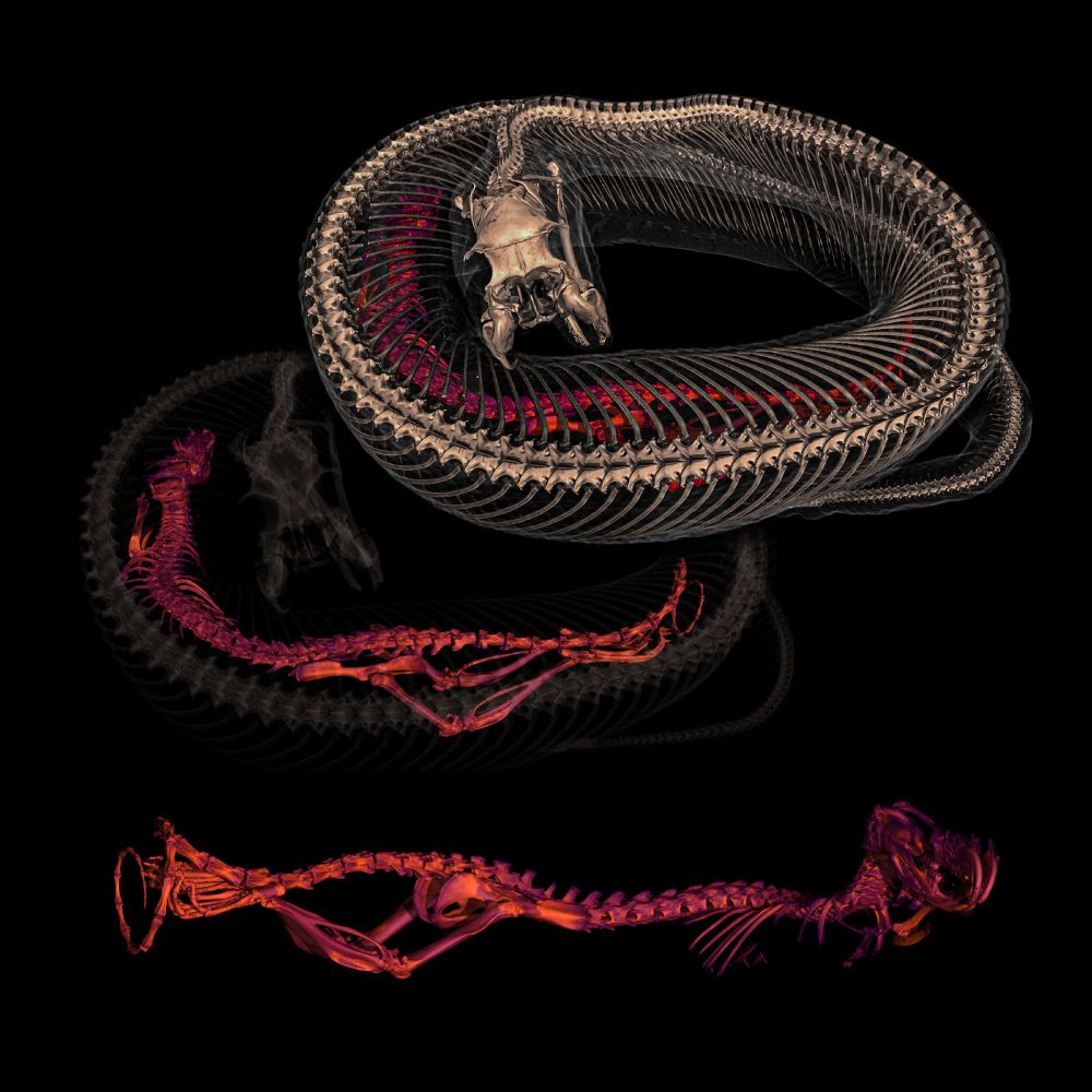 3D renderings of a CT scan of a small rattlesnake. Top: rendering of snake skeleton in brown with rodent skeleton inside rendered in pink and orange, overlayed on the same image with the snake's skeleton rendered transparent and the rodent in pink and orange. Bottom: Closer up view of the rodent viewed from the other side, showing the front of the skull with teeth. 