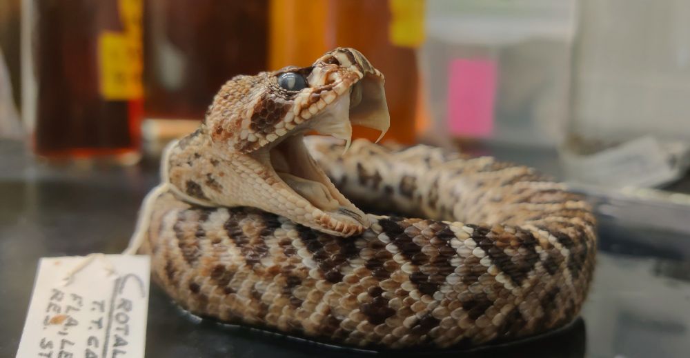 Image of a preserved rattlesnake specimen, coiled up with mouth open and fangs bared.