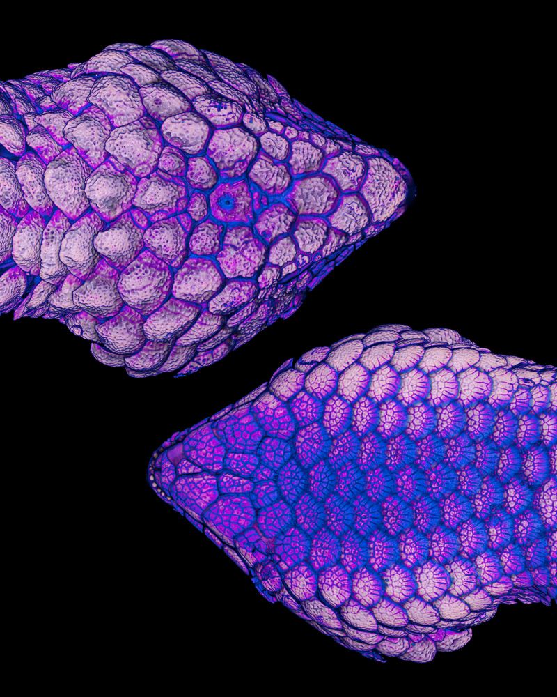 A 3D rendering of a CT scan of the head Tiliqua rugosa, in dorsal view (top) and ventral view (bottom), rendered in yellow (most dense parts), pink (medium density parts), and blue (least dense parts).