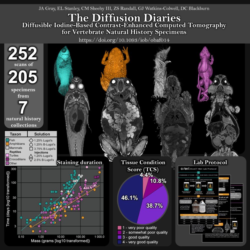 Graphical abstract for "The Diffusion Diaries: Diffusible Iodine-Based Contrast-Enhanced CT for Vertebrate Natural History Specimens", showing the number of scans : "252 scans of 205 specimens from 7 natural history collections" a plot showing how staining time increases with mass, log-transformed (bottom left), a pie chart showing the Tissue Condition scores (TCS) recorded for all specimens (bottom middle), and a screenshot of a lab protocol for diceCT'ing museum specimens (bottom right)