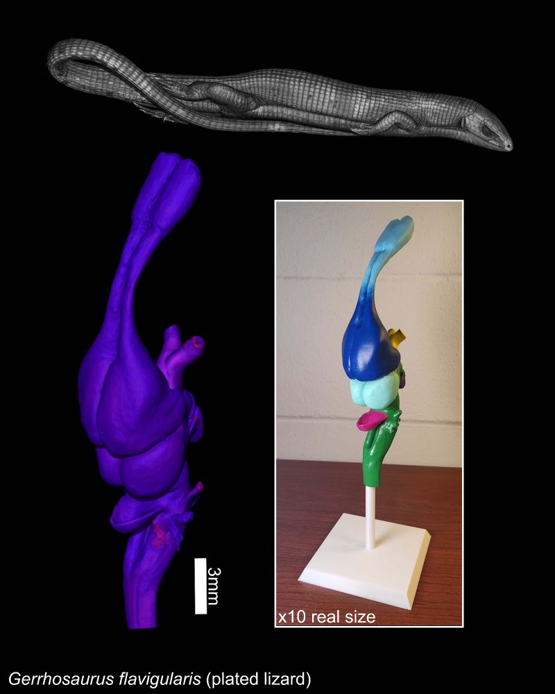 Top: black and white 3D rendering of a plated lizard
Bottom left: purple/pink 3D rendering of the brain of the lizard, with a scale bar representing 3 mm
Bottom right: A photograph of a 3D printed and painted anatomical model of the lizard brain on a white stand, with colors demonstrating anatomical regions.