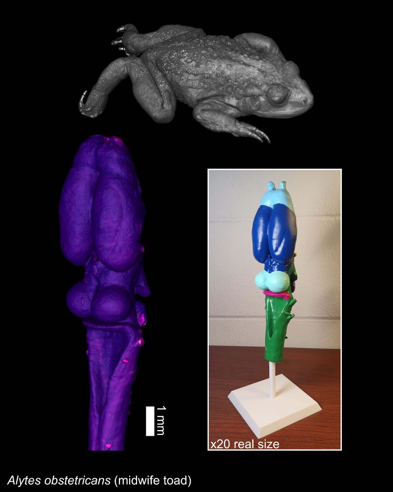 Top: black and white 3D rendering of a midwife toad
Bottom left: purple/pink 3D rendering of the brain of the frog, with a scale bar representing 1 mm
Bottom right: A photograph of a 3D printed and painted anatomical model of the frog brain on a white stand, with colors demonstrating anatomical regions.