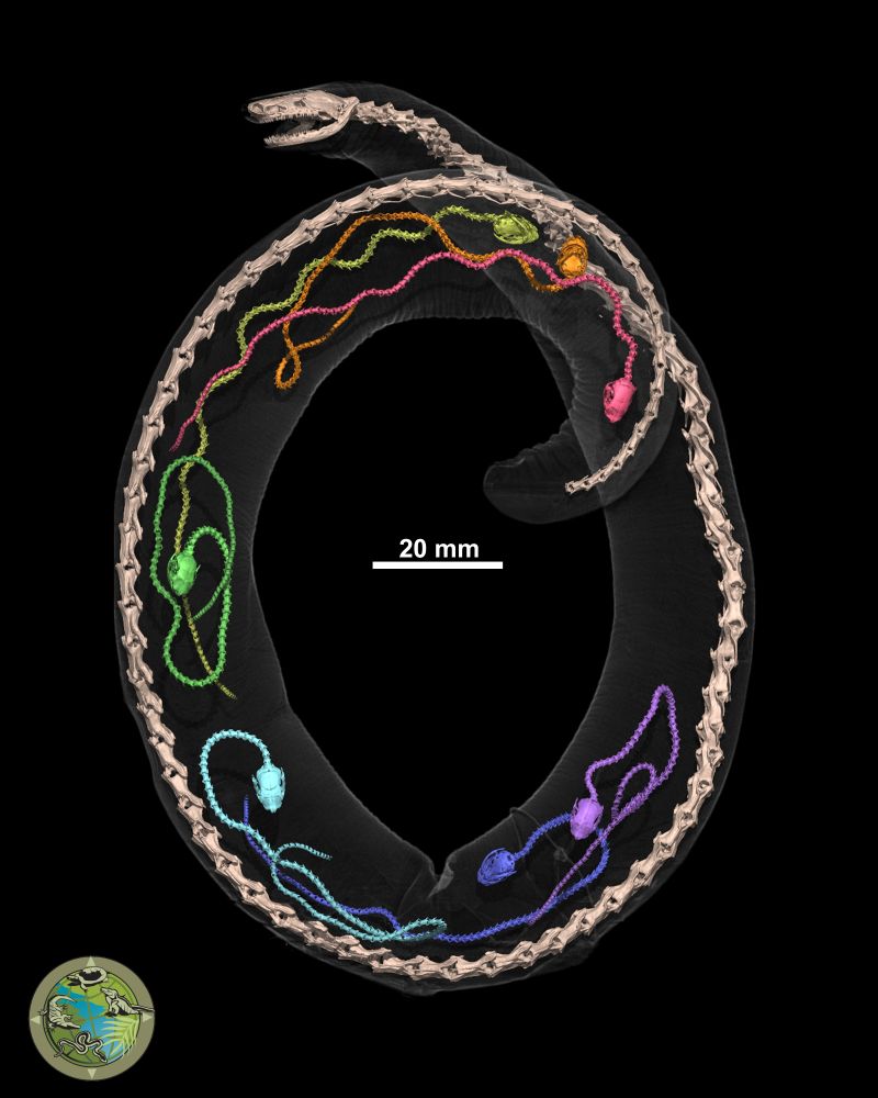 A 3d rendering of a CT scan of a Rio Cauca caecilian with transparent body and bone colored skeleton, showing 7 baby caecilians inside, each rendered in a different color - counter-clockwise from tail to head - red, orange, yellow, green, light blue, dark blue, purple.