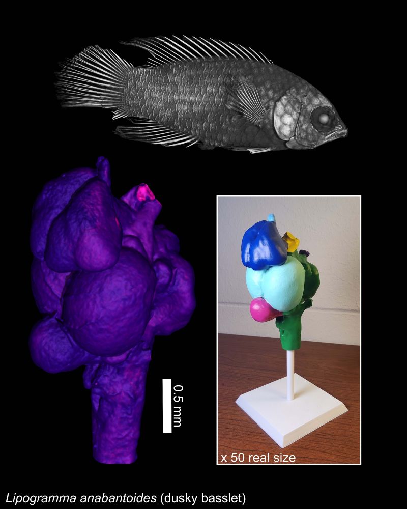 Top: black and white 3D rendering of a dusky basslet fish
Bottom left: purple/pink 3D rendering of the brain of the fish, with a scale bar representing 0.5 mm
Bottom right: A photograph of a 3D printed and painted anatomical model of the fish brain on a white stand, with colors demonstrating anatomical regions.