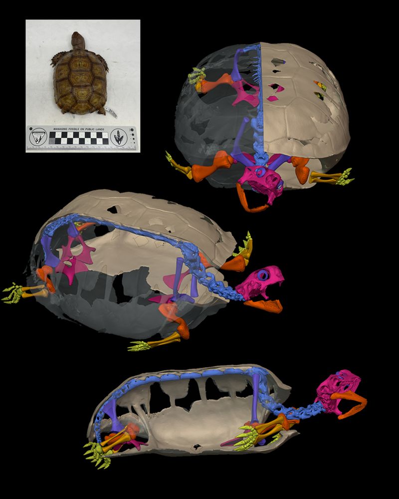 image with black background, showing a colored 3D model of a gopher tortoise with bisected shell and transparent right side, revealing the skeleton inside. Shown in anterior (top), anterolateral (middle), and right lateral (bottom) views. An image of the museum specimen on a white background, with scale bar, is shown in the top left corner.