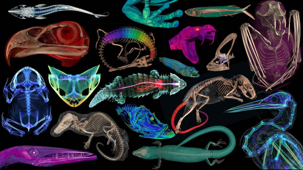 Scientists CT scanned thousands of natural history specimens, which you can access for free