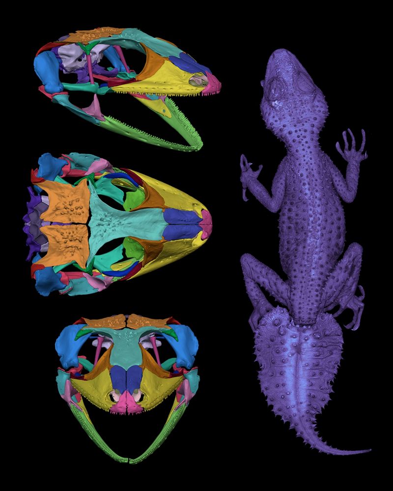 On the left of the image are three different views of a 3D model of the skull of a leaf tail gecko (Phyllurus platurus), with all bones isolated and colored to demonstrate skull anatomy, from top to bottom, anterolateral view, dorsal view, and anterior view. On the right side of the image is a 3D rendering of a contrast enhanced CT scan of the whole body of the specimen, rendered in purple. 