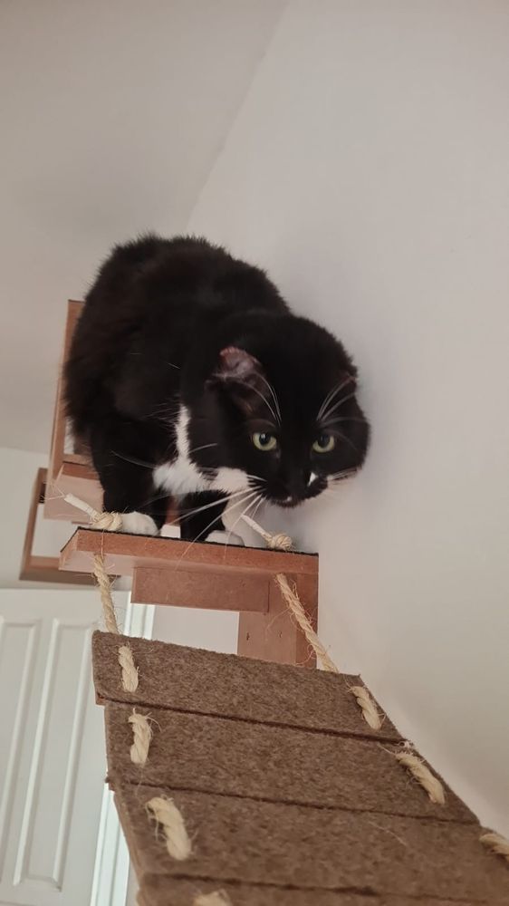 Gato preto e branco observando uma ponte de madeira suspensa em parede, sentado no começo da ponte