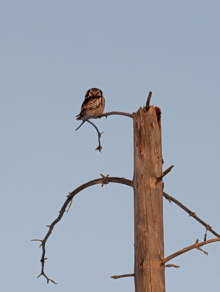 Northern-hawl owl sitting in a dead tree looking into the camera
