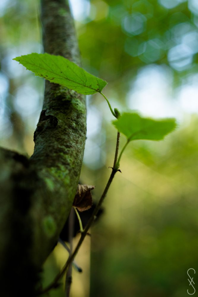 a big branch curve upward from the lower left to the upper left corner, on it's right side a younger shoot with two green leaves
