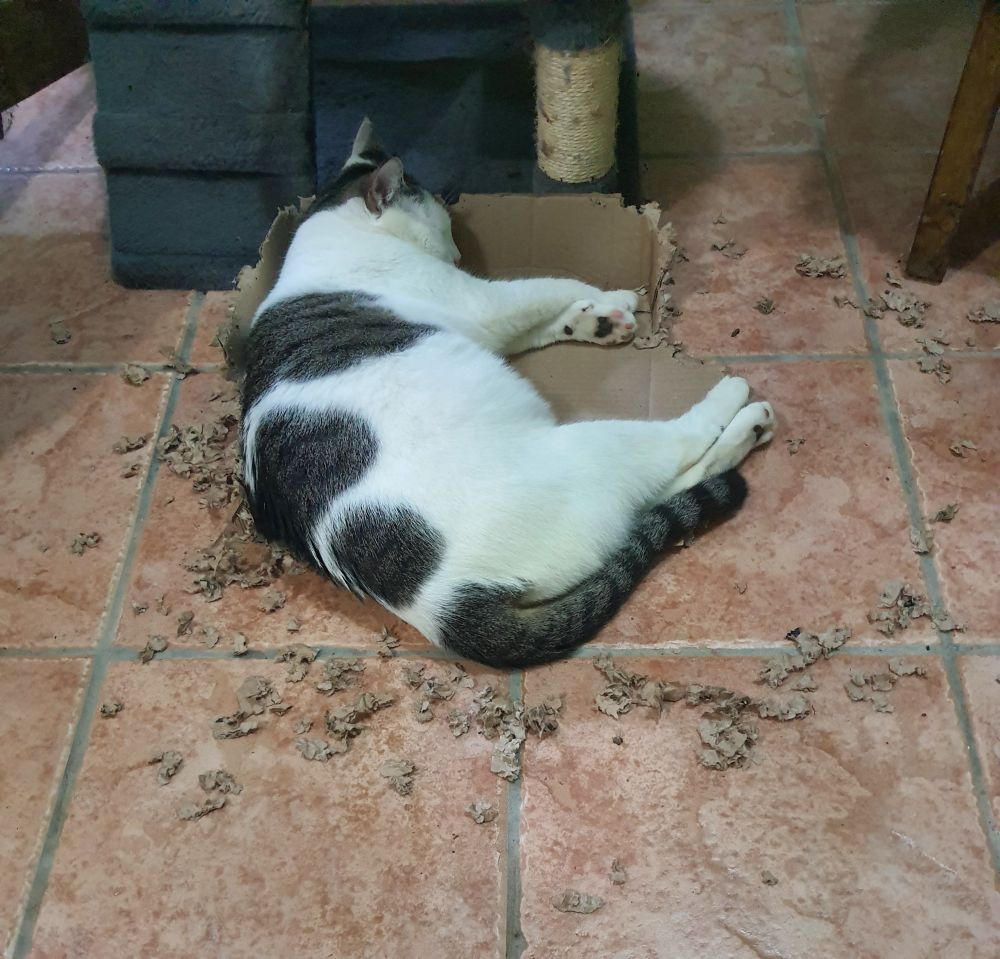 Cat sleeping on box she shredded.