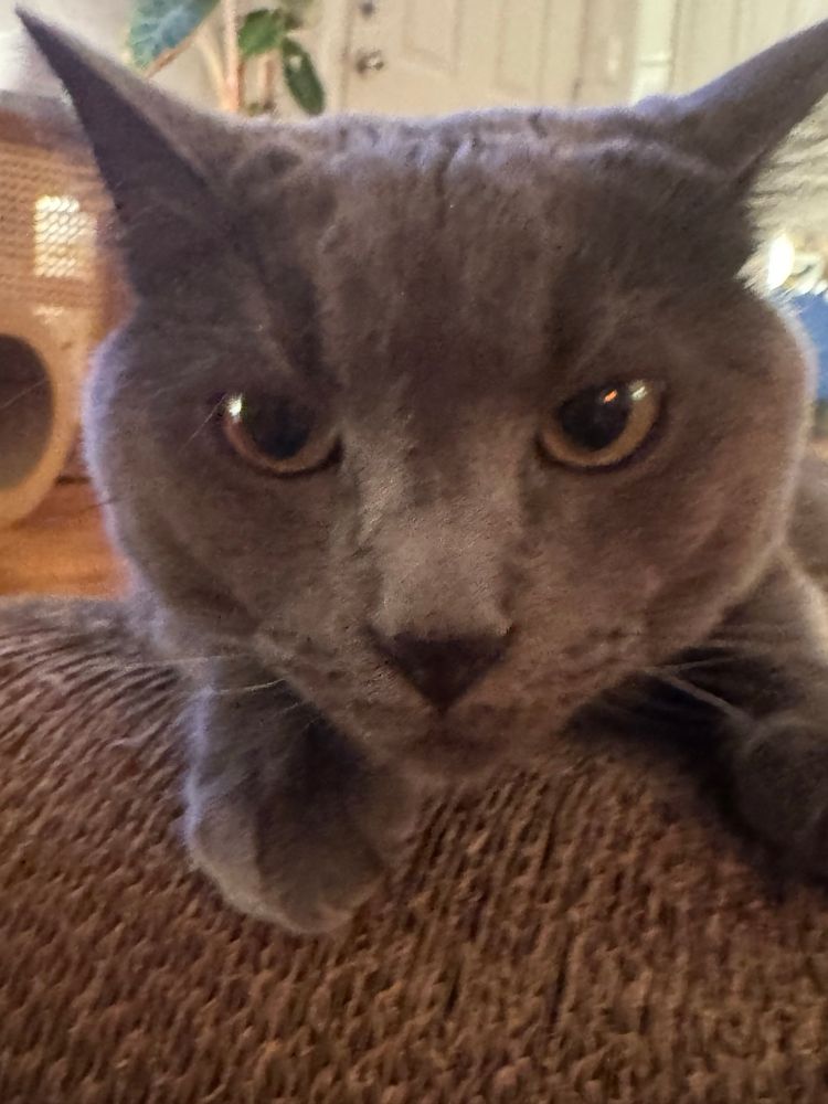 Richard the Grey Cat with a very funny angry face