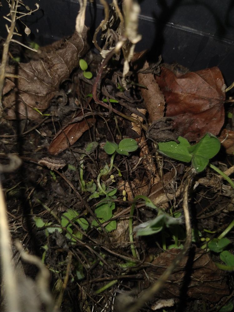 Nahaufnahme von meinem balkonblumentopf mit frisch krimendem Klee und einer kleinen braunen raupe die ihn frisst.