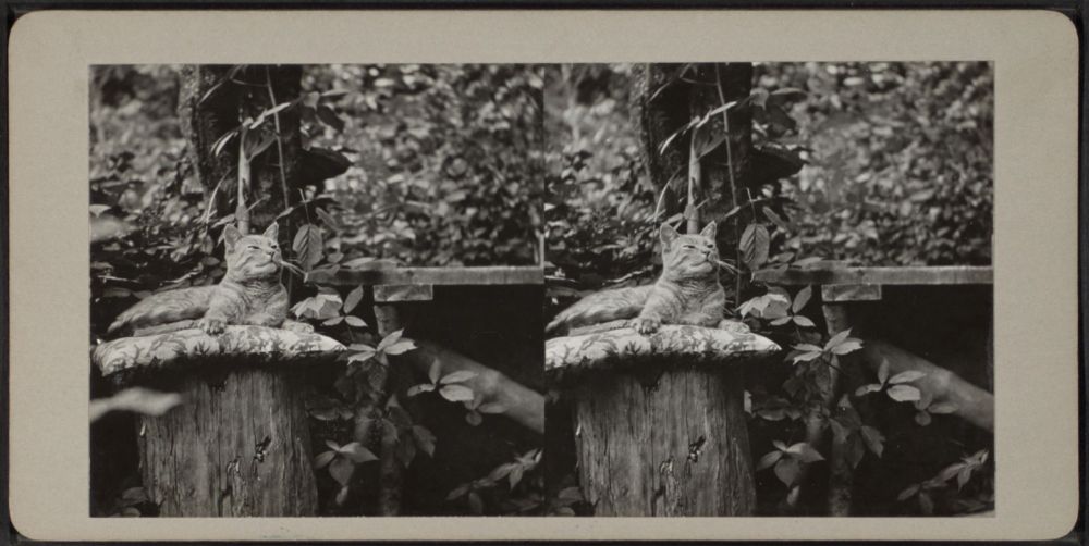 stereogram of cat from 1915