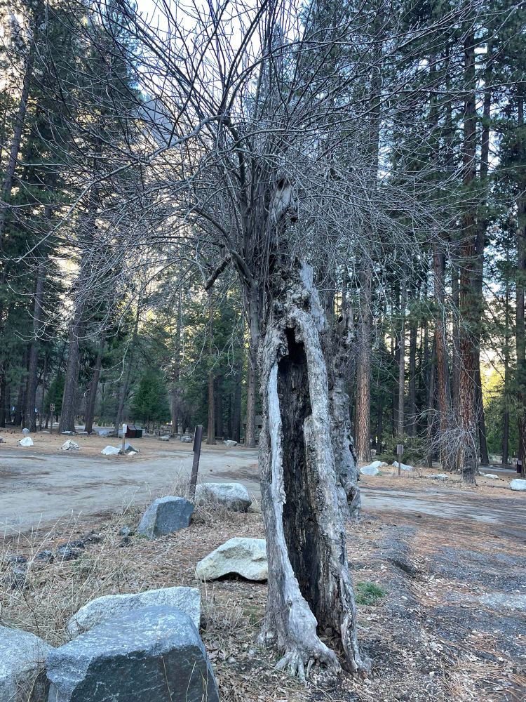 A tree appears to be angry and screaming. A winter forest scene, with a leafless tree centered in the photo. The tree has a large fissure which looks like a large and long screaming mouth. Two broken branches above the gape look like dark eyes. 