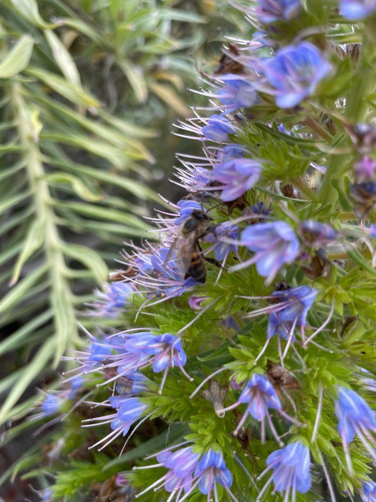 A flowering herbaceous shrub. Small bluish purple flowers. A bee examines a small bloom. 