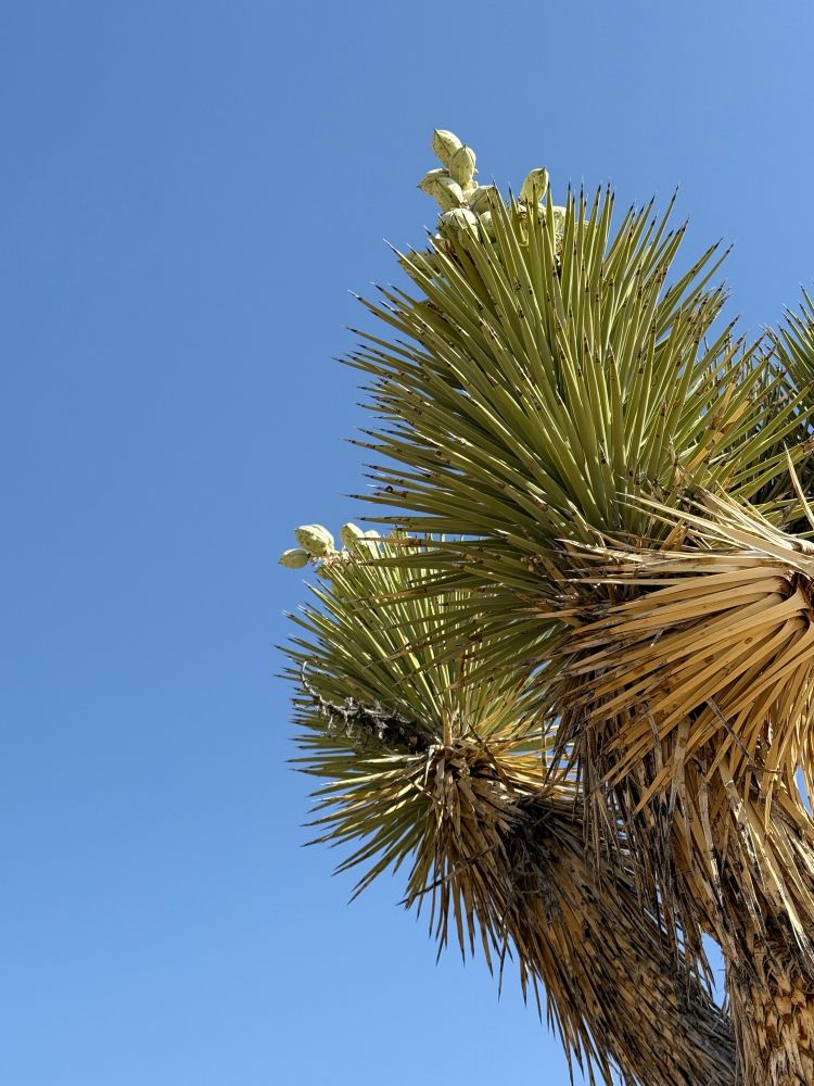 Buds appear atop a spiny Joshua tree