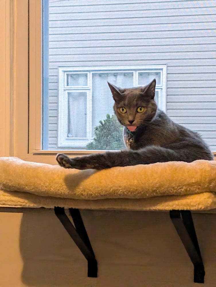 Gray cat sticking her tongue out