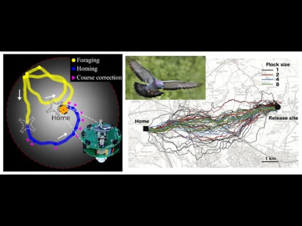 Self-Propelling Robot Reveal the Physics Behind Animal Homing