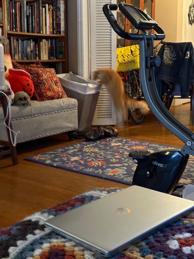 Ginger cat jumping into a hamper.