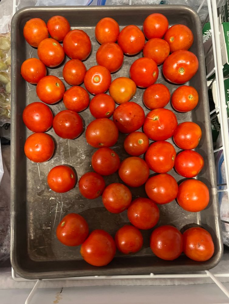 Ripe cherry tomatoes on an aluminum cookie sheet in the freezer. 