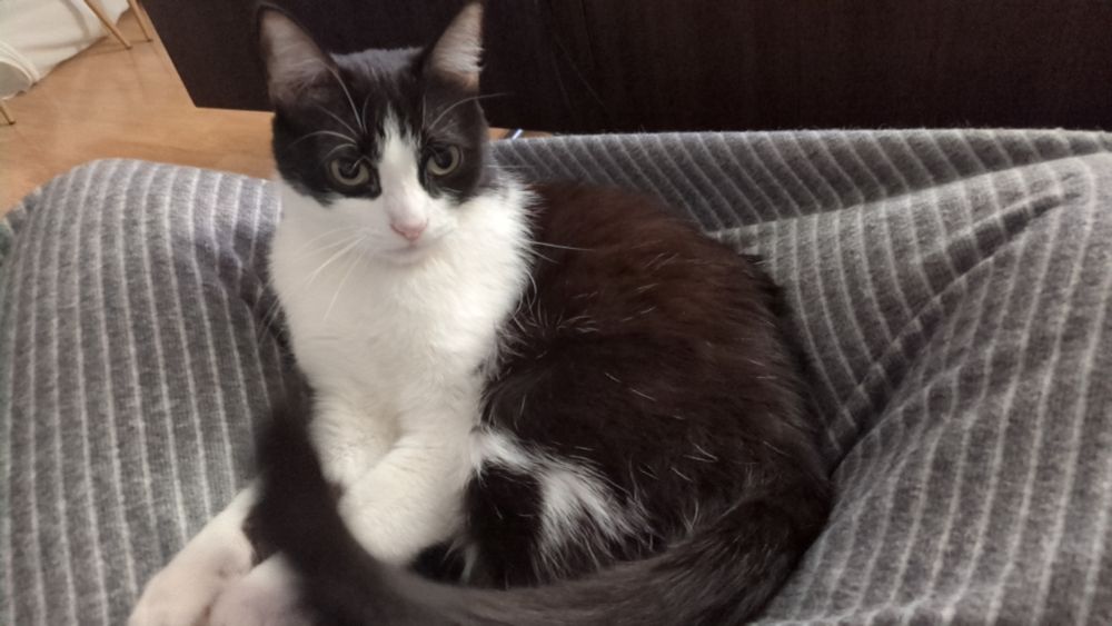 Gatovaca muy contrariado por la observación naturística de Rodríguez de la fuente se pregunta si en caso de pasarse de la raya podrá lanzarle un zarpazo o solo con mirarle mal bastará. Con respecto a lo que se ve en la imagen, es un gato blanco y negro hecho una bola en el hueco que queda entre las piernas cruzadas a lo indio sobre una manta gris con rayas y aspecto de no gustarle nada las bromas que se hacen al respecto suyo.