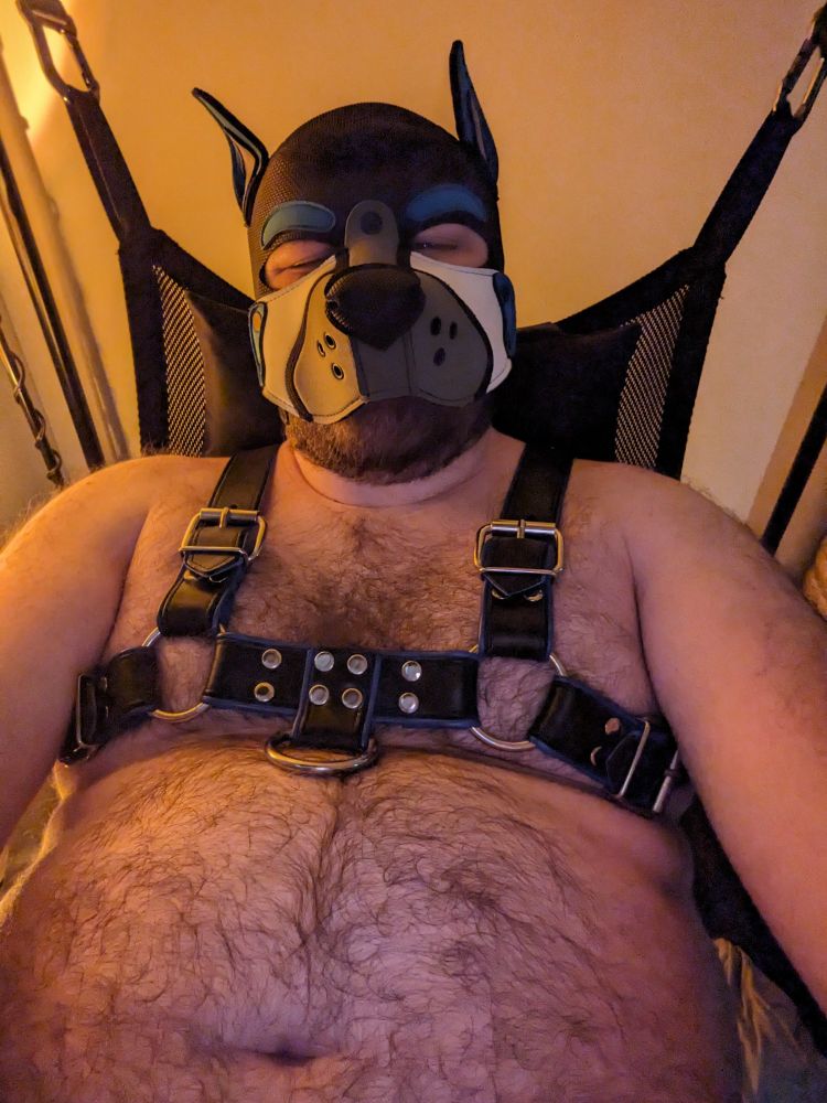 Chunky, furry guy in a pup mask and harness