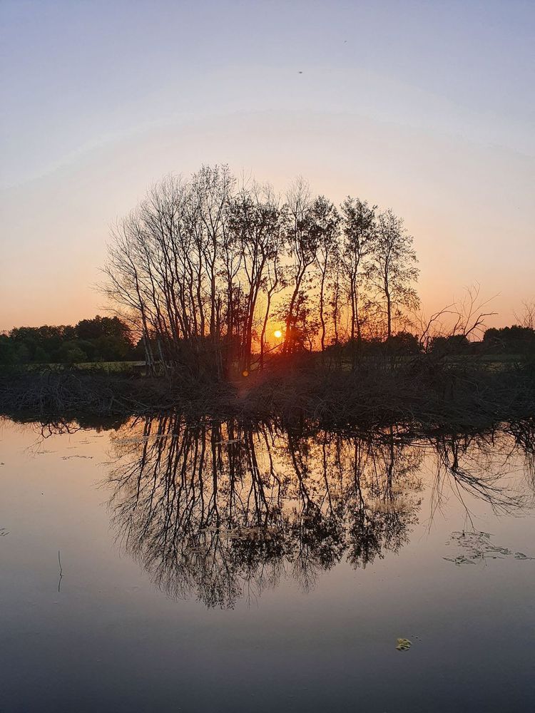 Eine Gruppe von Bäumen spiegelt sich im ruhigen Wasser bei Sonnenuntergang