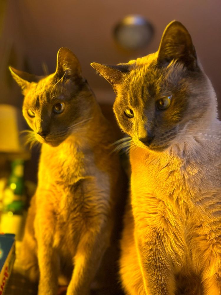 two nearly identical blue point Siamese cats sitting shoulder to shoulder, looking down with identical head tilts, summoned by the packet of powdered sugar donuts I’ve just opened. Sven (left) and Ragnar (right). Sven is 10 and Ragnar is 9.