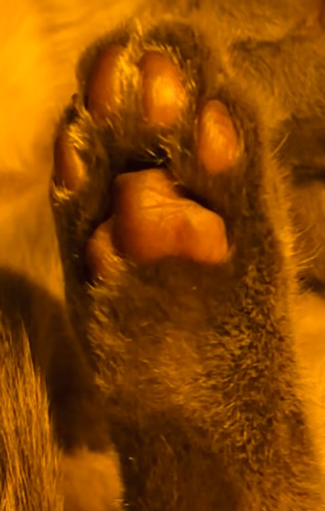 close up of a hind foot of blue point Siamese kitty Ragnar displaying his magnificent pink toebeans 