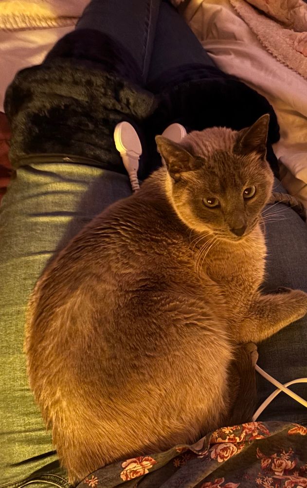 aerial view of my lap which is currently Roy hosting an impossibly soft and adorable blue point Siamese kitty named Ragnar